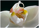Flower photograph from the Sensuality series by Ulrik Gliese of Studio Gliese